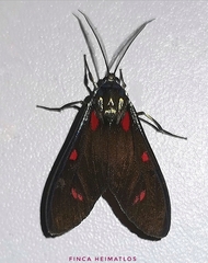 Cyanopepla fastuosa
