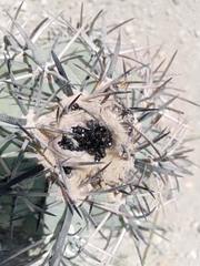 Echinocactus horizonthalonius horizonthalonius