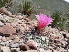 Echinocactus horizonthalonius horizonthalonius