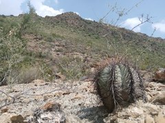 Echinocactus horizonthalonius horizonthalonius
