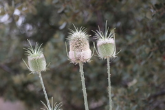 Dipsacus comosus