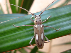 Eburia chemsaki