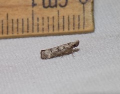 Dichomeris inversella