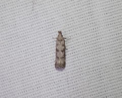 Dichomeris inversella