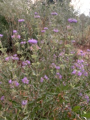 Caryopteris mongholica