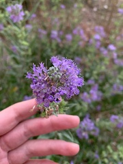 Caryopteris mongholica