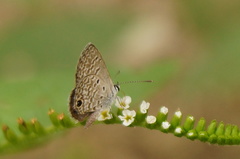 Hemiargus ceraunus astenidas