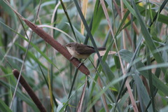 Acrocephalus scirpaceus