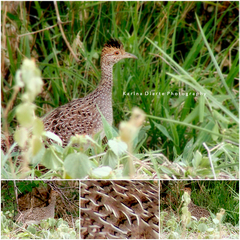 Brushland Tinamou photo 4