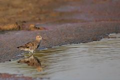 Calidris ferruginea