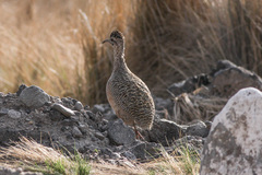 Ornate Tinamou photo 2