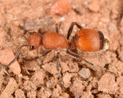 Dasymutilla nigripes
