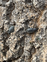 Otiorhynchus meridionalis