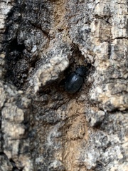 Otiorhynchus meridionalis