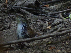 Thryophilus pleurostictus