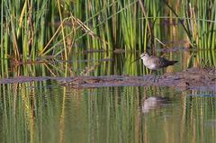 Calidris ferruginea