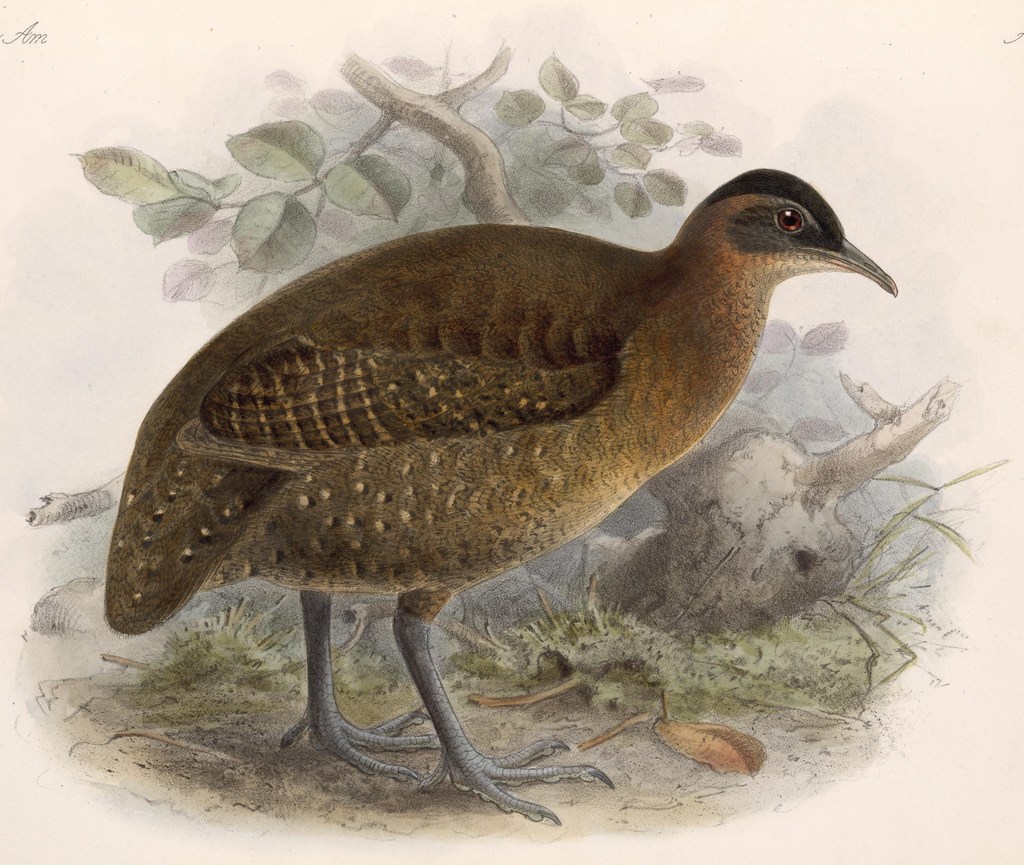 Highland Tinamou