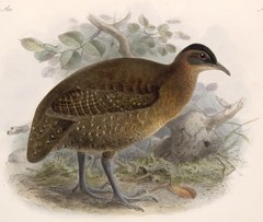 Highland Tinamou photo 1