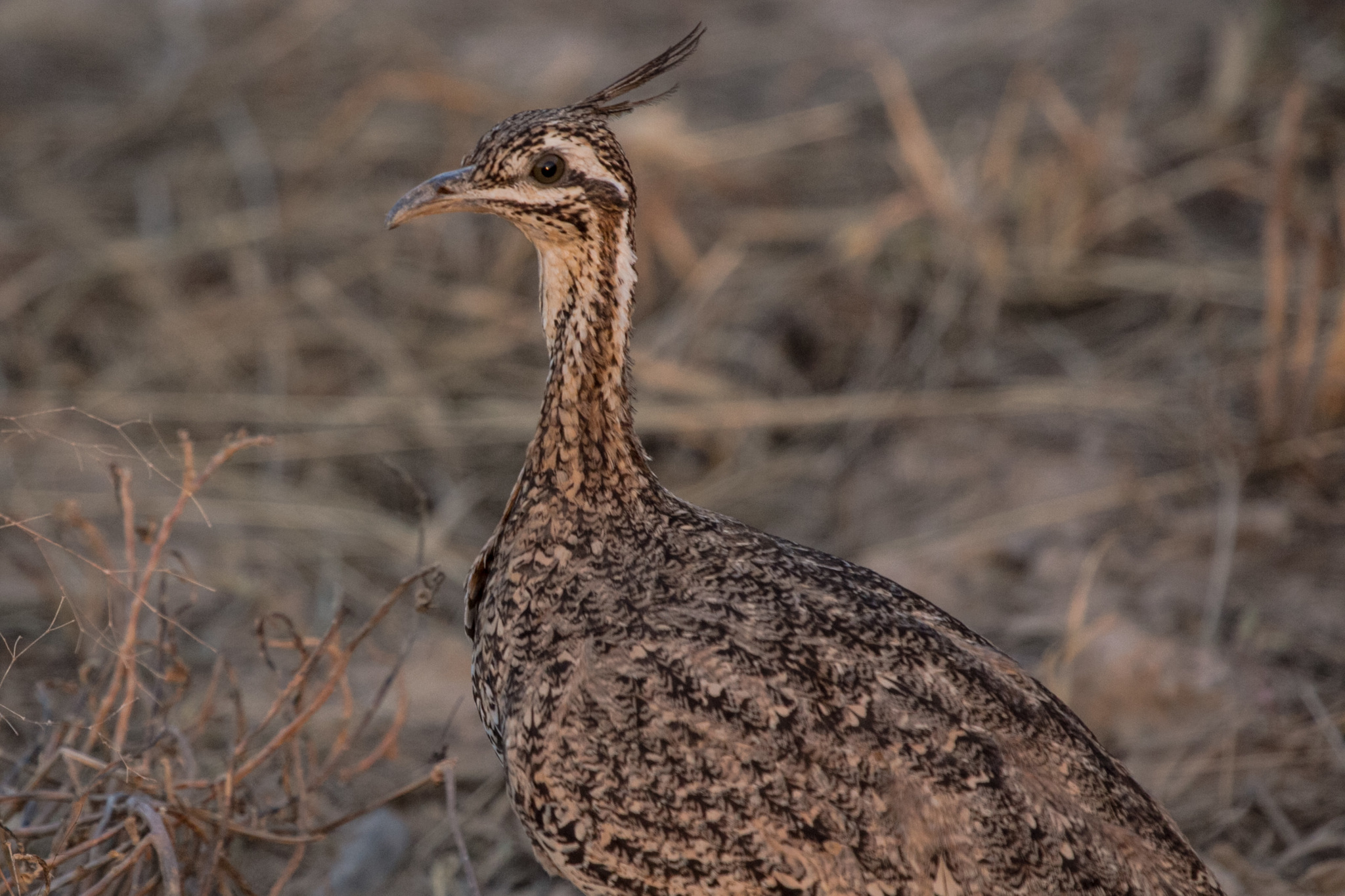 Quebracho Crested-Tinamou (Eudromia formosa)