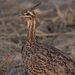 Quebracho Crested-Tinamou - Photo (c) Andrea  Ferreira, some rights reserved (CC BY-NC-ND)