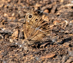 Cercyonis sthenele