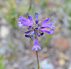 Penstemon heterodoxus heterodoxus