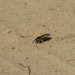 photo of Four-banded Stink Bug Wasp (Bicyrtes quadrifasciatus)