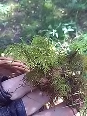 Hylocomium splendens