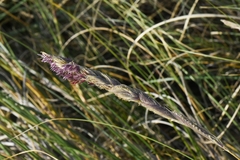 Sporobolus coarctatus
