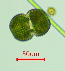 Cosmarium broomei