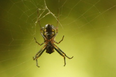 Micrathena funebris