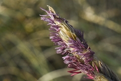 Sporobolus coarctatus