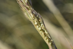 Sporobolus coarctatus
