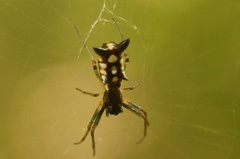 Micrathena funebris