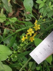 Agrimonia pilosa