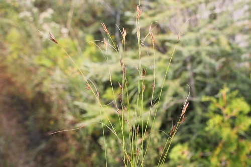 Image of Rhynchospora capillacea by (c) Quinten Wiegersma, some rights reserved (CC BY)