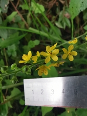 Agrimonia pilosa