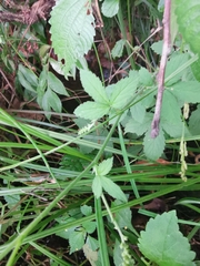 Agrimonia pilosa