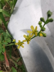 Agrimonia pilosa