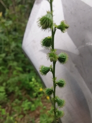 Agrimonia pilosa