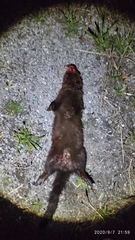 Mustela lutreola