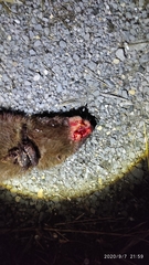 Mustela lutreola