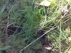 Hylocomium splendens