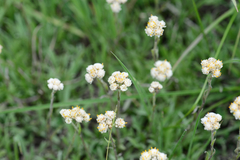 Antennaria rosea