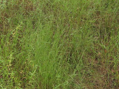 Kellochloa brachyantha