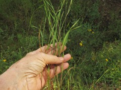 Kellochloa brachyantha