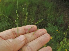 Kellochloa brachyantha
