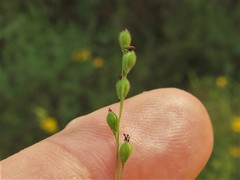Kellochloa brachyantha