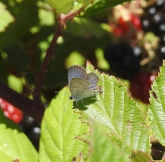 Cupido amyntula