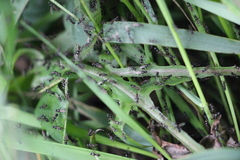 Diptera